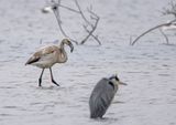 Greater Flamingo