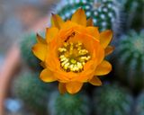 Cactus Flower