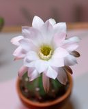 Lophophora diffuse Flower