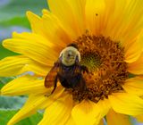 Bee And Sunflower