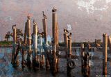Pelican Colony At Sunset