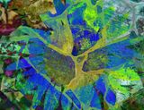 Hyperbolic Distraction