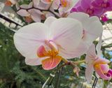 Moth Orchid