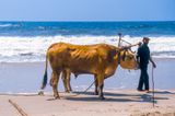 Fisherman with Oxen