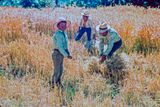 Quiche Family Harvesting Wheat