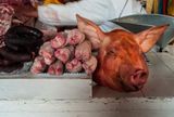 Pigs Head