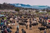 Livestock Market at Dawn