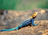 Red-headed Rock Agama Lizard, Agama agama