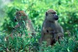 Yellow Baboons, Papio cyanocephalus