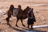 Camel Herd