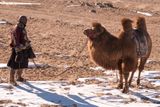 Camel Herd