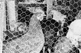 15839-50107
