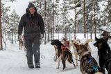 Lapland Husky