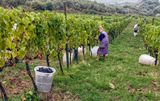 Grape Harvest