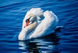 Swans