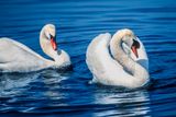 Swans