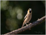hawfinch.jpg