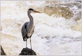 Grey Heron fishing at Betws y Coed