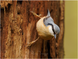 Nuthatch-4.png