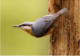 Nuthatch-7.png