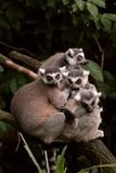 Family Portrait ...