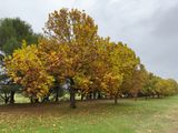Narrandera