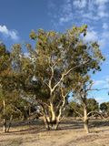Lake Cawndilla, Kinchega NP, Menindee