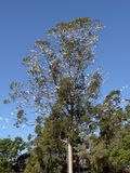 Brewarrina