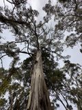 Pinnacle Lookout, Orange