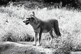 Dhole