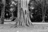 king of trees
