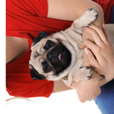 Looking to Foster or Adopt a Pug in Philadelphia, PA? Find your perfect companion today
