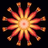 Buckeye Headdress