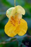 Jewelweed Lush original