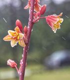 Hummingbird Yucca Flower
