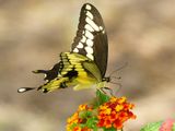Giant Swallowtail III