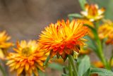 Strawflower II