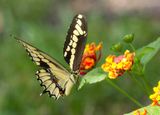 Giant Swallowtail in Flight Yulee IV