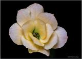 K7005003-Macro.jpg
