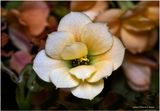 K7005006-Macro.jpg