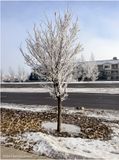 IMG_3871-Airdrie.jpg