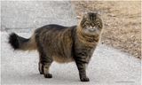 K4230484-Cat.jpg