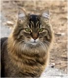 K4230484-Cat 2.jpg