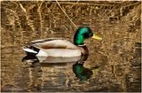 K4230403-Mallard-Drake.jpg