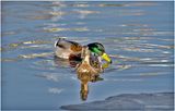 K3315495-Mallard Pair.jpg