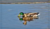 K3315512-Mallard Pair.jpg