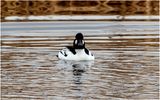 K3315599-Barrows Golden Eye.jpg