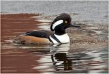 K3315572-Hooded Merganser-male.jpg