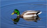 K4230512-Mallard-male.jpg