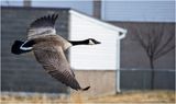 K4230522-Canada Goose.jpg